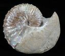 Discoscaphites Gulosus Ammonite - South Dakota #60239-1